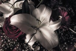 freestockgallery-blumenbild-trauer-1761